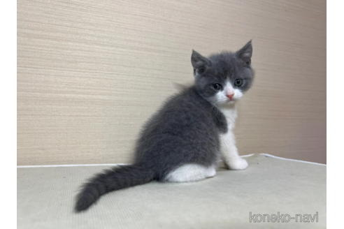 成約済の茨城県のスコティッシュフォールド-102833の2枚目
